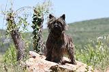 CAIRN TERRIER 465